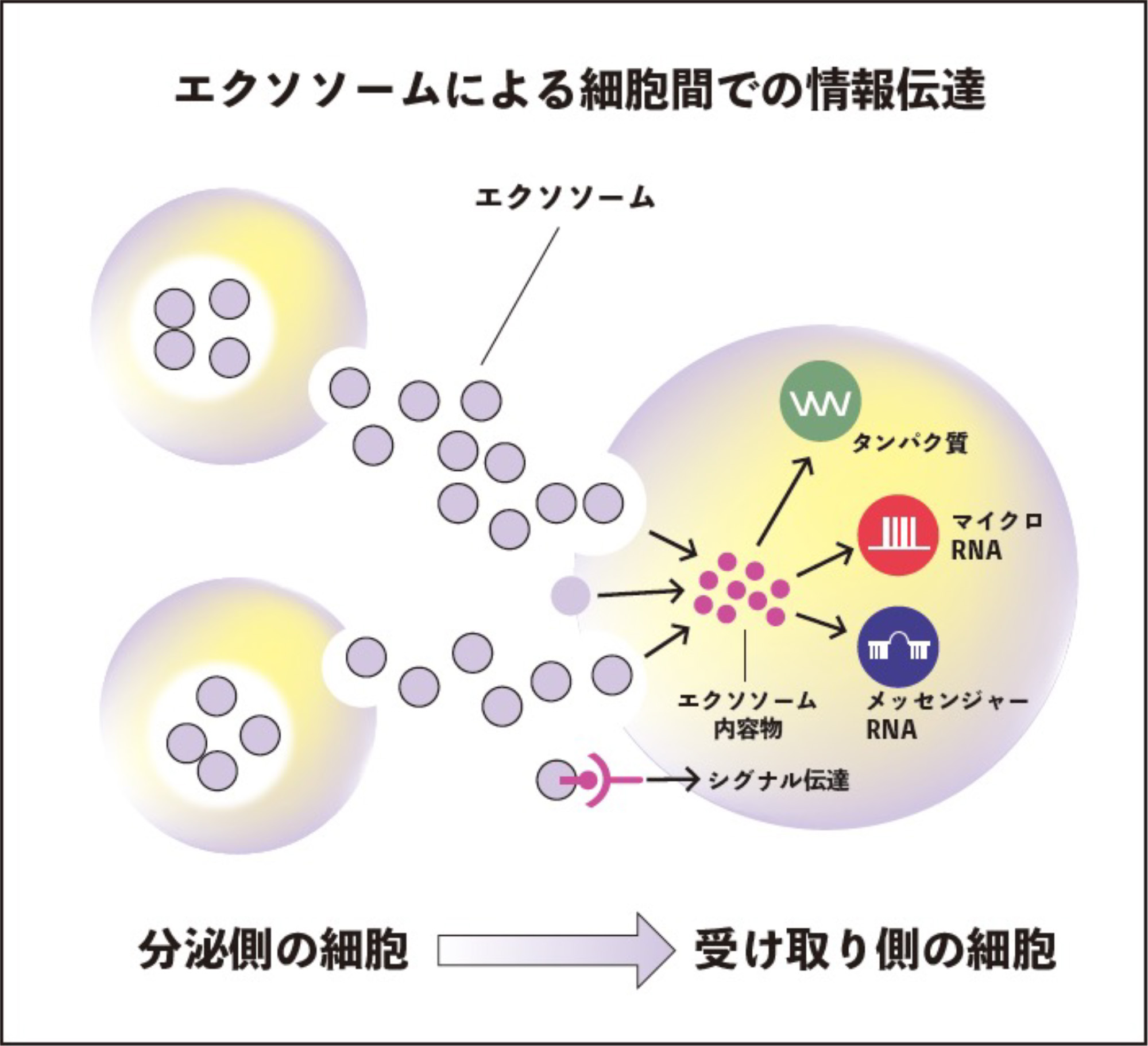 ヒトサイタイ血由来幹細胞エクソソーム FCJ-EX1｜フューチャーセルジャパン株式会社